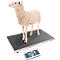 Un mouton se tient sur une balance, l'écran affiche 29,05 kg.