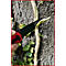 Eine Hand schneidet mit einem Messer einen Ast von einem Baum ab. Kleeblätter und Baumrinde im Hintergrund.
