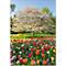 Kalenderdeckblatt mit blühendem Baum und buntem Tulpenfeld unter blauem Himmel, Titel: Blütenzauber 2027.