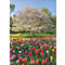 Blick auf blühende Tulpenwiese mit Baum im Hintergrund. Darüber ist "Blütenzauber Flowers 2027" zu sehen.