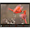 Korsch fotokalender 'Bedreigde wilde dieren 2025', B 440 x H 360 mm