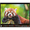 Korsch fotokalender 'Bedreigde wilde dieren 2025', B 440 x H 360 mm