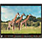 Korsch fotokalender 'Bedreigde wilde dieren 2025', B 440 x H 360 mm