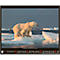 Korsch fotokalender 'Bedreigde wilde dieren 2025', B 440 x H 360 mm