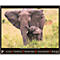 Korsch fotokalender 'Bedreigde wilde dieren 2025', B 440 x H 360 mm