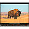 Korsch fotokalender 'Bedreigde wilde dieren 2025', B 440 x H 360 mm