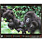 Korsch fotokalender 'Bedreigde wilde dieren 2025', B 440 x H 360 mm