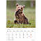 Korsch fotokalender 'Dierenkinderen 2025', B 235 x H 335 mm