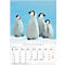 Korsch fotokalender 'Dierenkinderen 2025', B 235 x H 335 mm