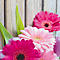 Close-up of pink and magenta gerbera flowers against wooden boards. The leaves are green.