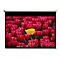 Projektionsleinwand zeigt Nahaufnahme von roten Tulpen mit einer gelben Blüte.
