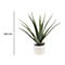 Une plante d'aloe vera dans un pot blanc, 450 mm de haut.
