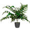 Plante artificielle meet® by Paperflow Fougère, pot en plastique inclus, H 550 mm, PEVA