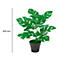 Une plante de monstera dans un pot noir. Sur le côté gauche, il y a une ligne de mesure avec l'indication 450 mm.