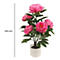 Pot de pivoines: fleurs roses, feuilles vertes, pot blanc, 550 mm.