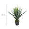 Plante en pot avec des feuilles vertes pointues et un pot noir. Sur le côté gauche se trouve une ligne de mesure avec l'indication 600 mm.
