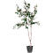 Plante artificielle Olivier - polyester et PE - H 1550 mm 