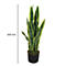 Sansevieria dans un pot noir. Les feuilles sont vertes avec des bords jaunes, 650 mm de haut.