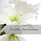 Rouwkaart Witte Amaryllis, 10 stuks
