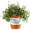 Kleine plant in een terracotta bloempot met verzorgingsinstructies op een sticker.