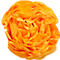 Nahaufnahme einer orangefarbenen Ranunkelblüte, die sich von weissem Hintergrund abhebt.