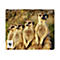 SPEEDLINK TERRA WWF MEERKAT - Mauspad