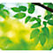 Tapis de souris Earth, feuilles