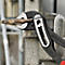 Wasserpumpenzange Alligator® L.180mm Spann-W.36mm