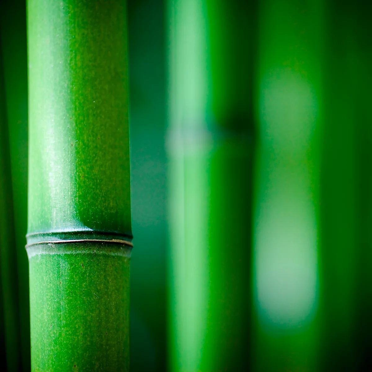 Close-up of green bamboo stalks, some out of focus.
