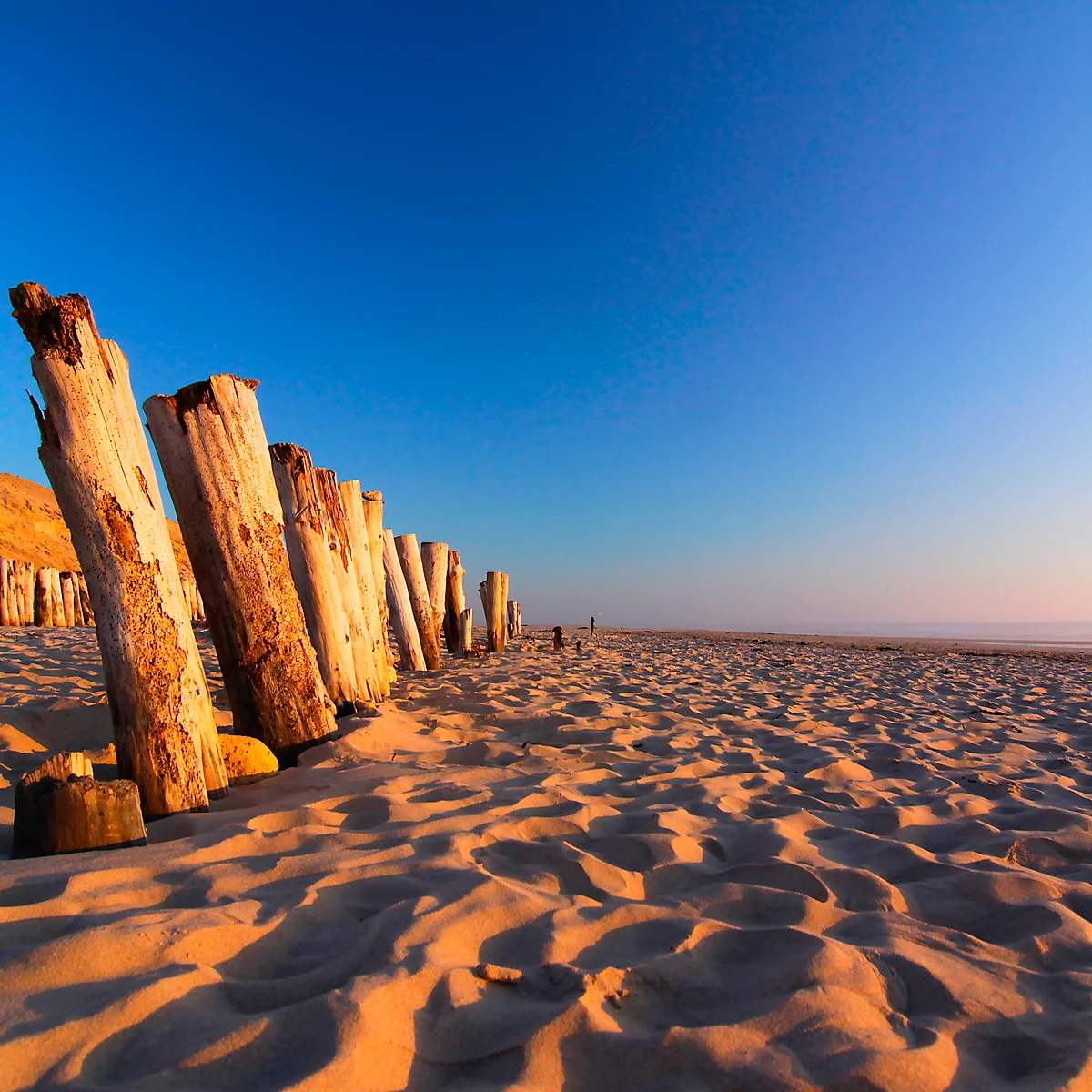 Beach with wooden poles in the sand under a blue sky. The warm light of the setting sun casts long shadows.