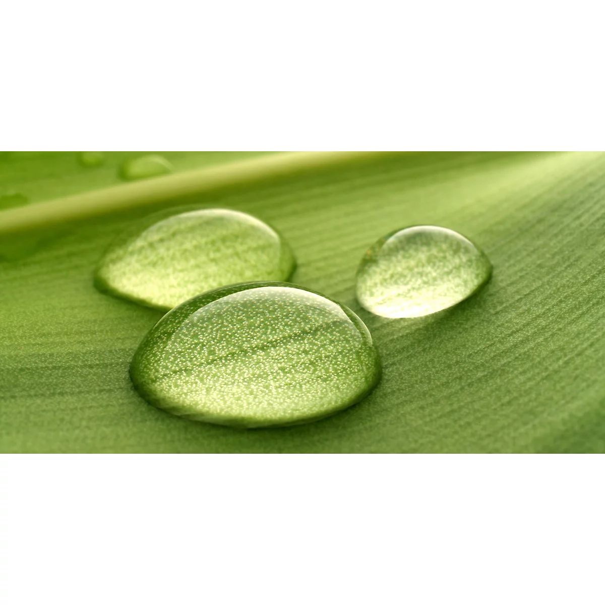 Close-up of three water drops on a green leaf. The drops are transparent and reflect light, the leaf has veins.