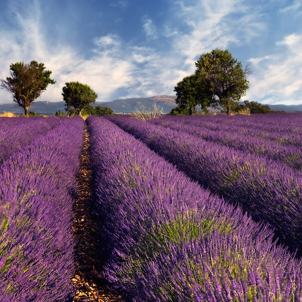 A field of lavender in full bloom under a blue sky with trees.