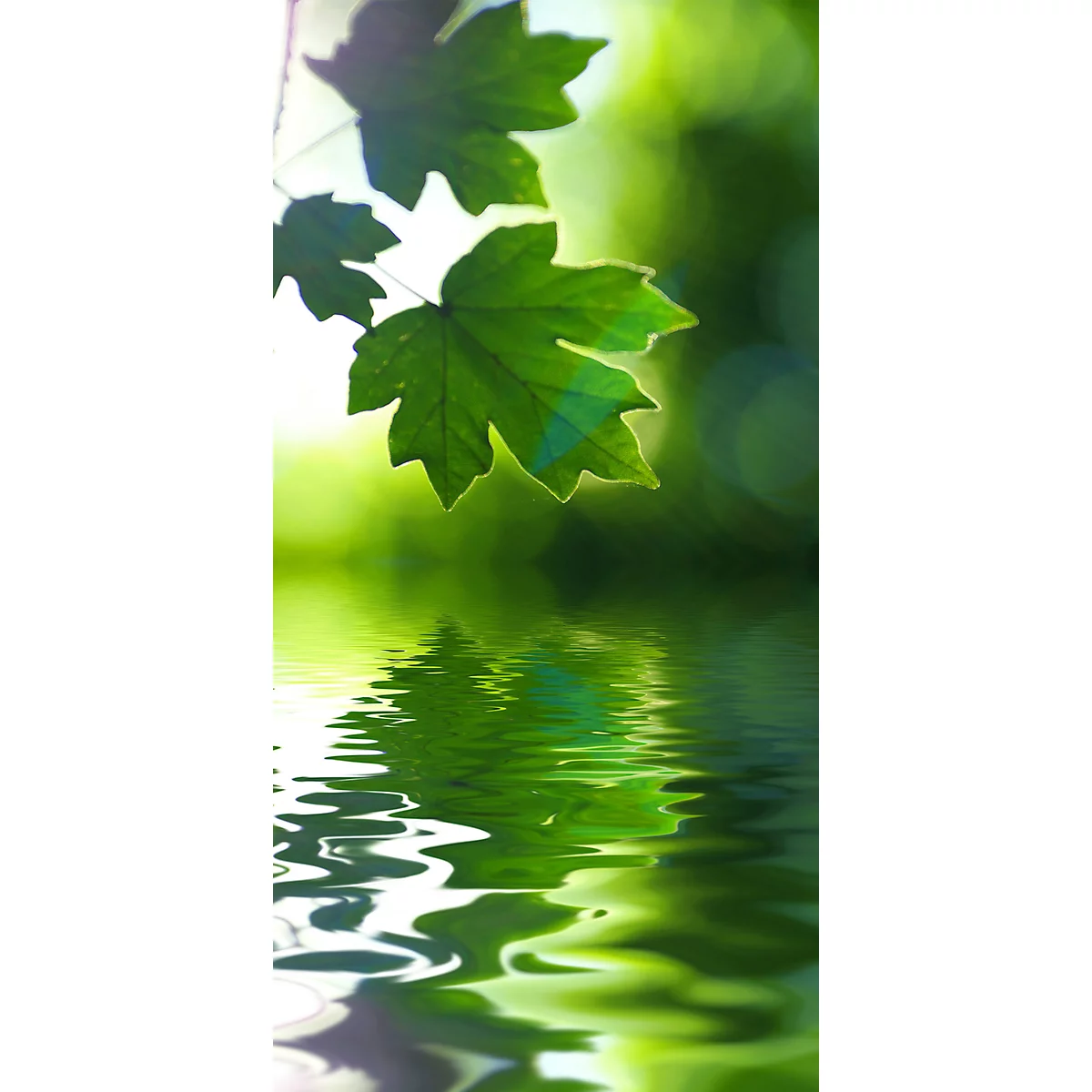 akoestisch fotopaneel, esdoornbladeren, 800 x 1600 mm