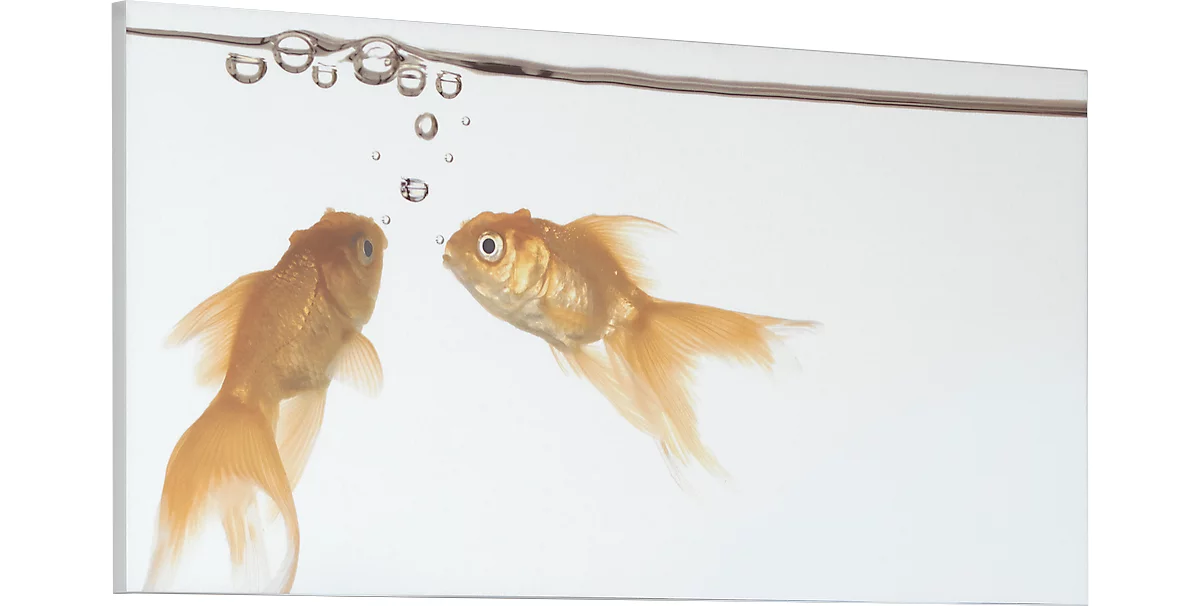 Akustik-Bild, Goldfische, 1600x800 mm
