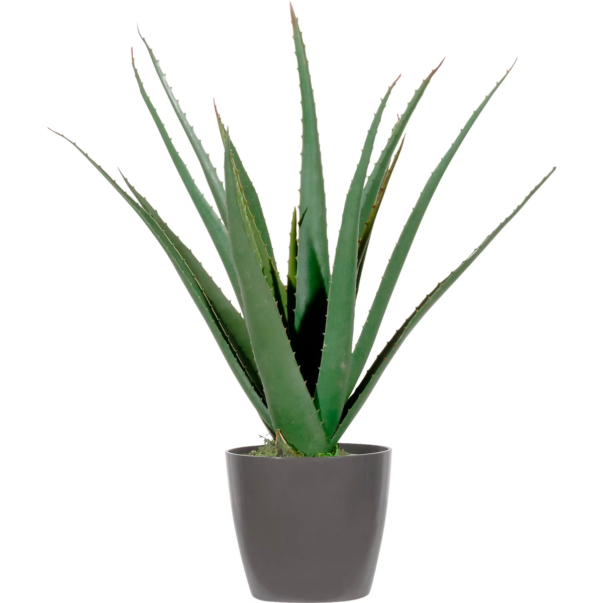 Aloe vera plant in a gray pot.