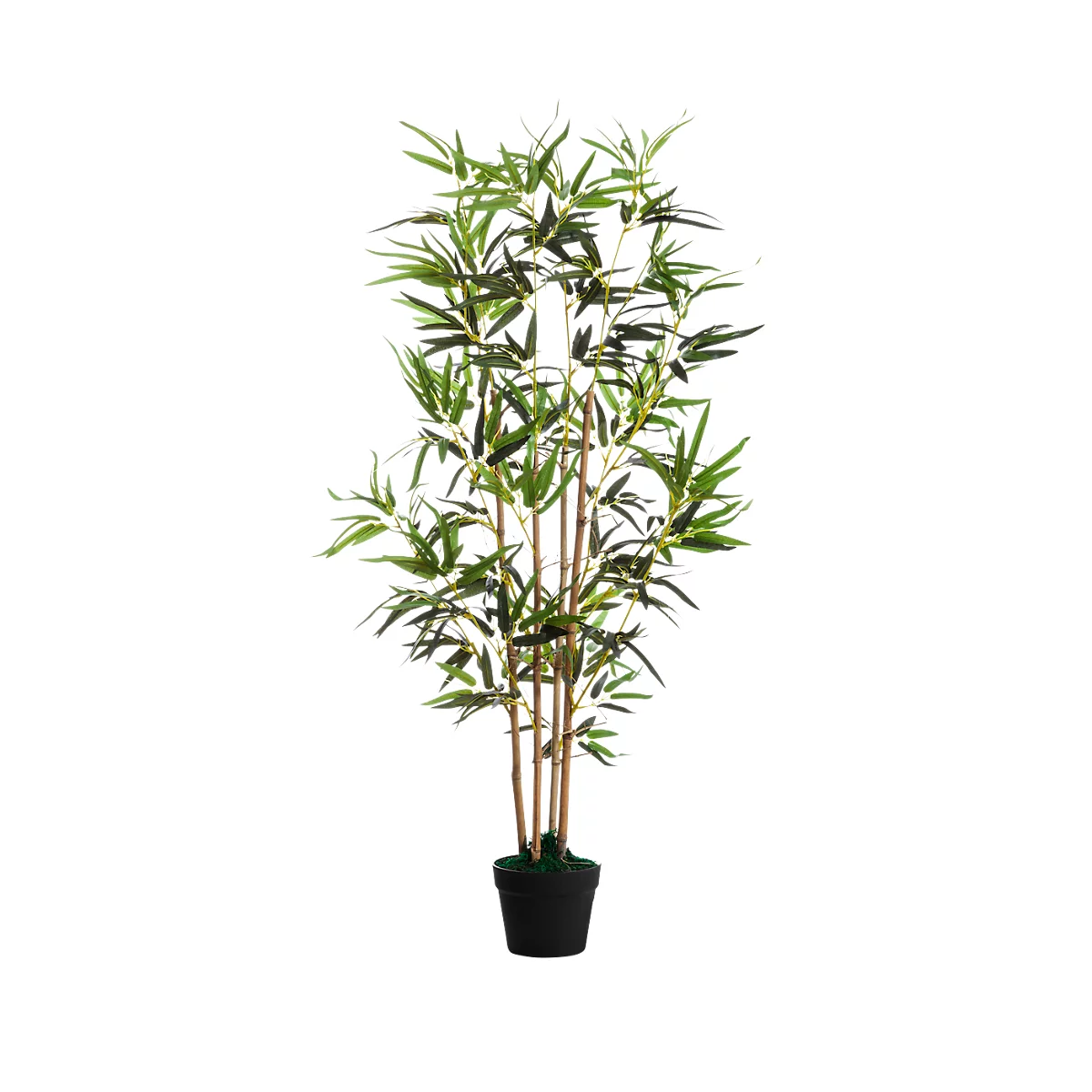 Green bamboo plant in a black pot, against a white background.