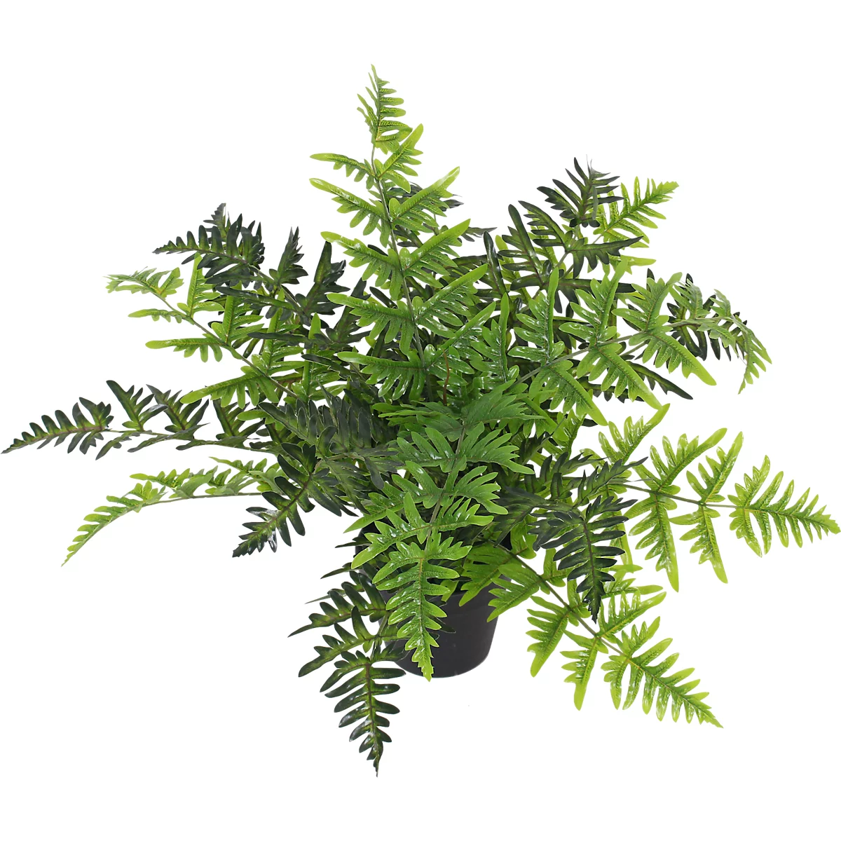 Top-down view of a green fern plant in a black pot. The leaves are in different shades of green.