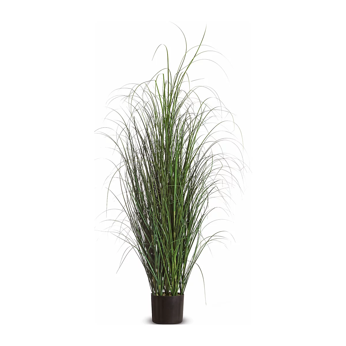 Ornamental grass in a black pot against a white background. The long, green blades are gracefully curved.