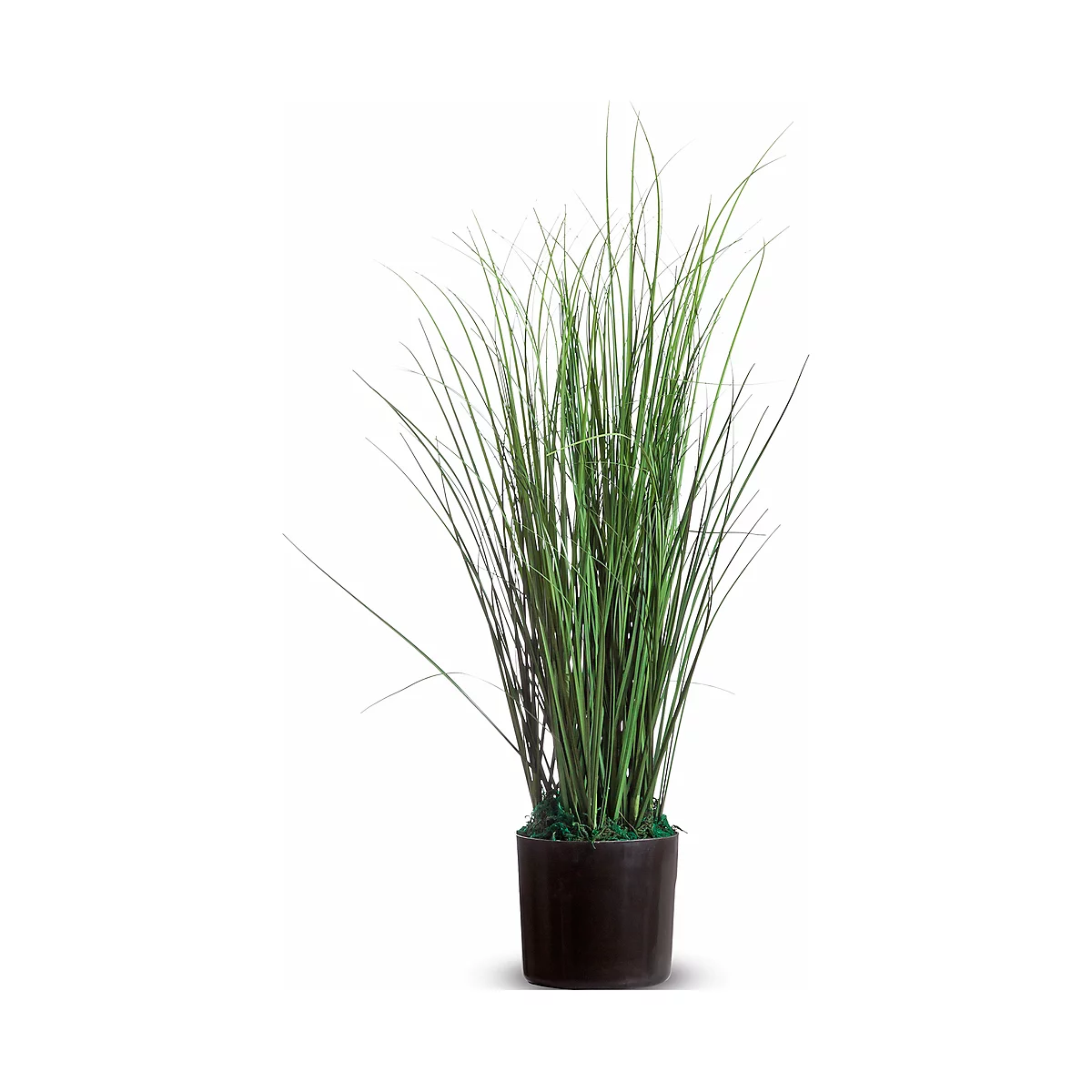 Green ornamental grasses in a pot, against a white background.