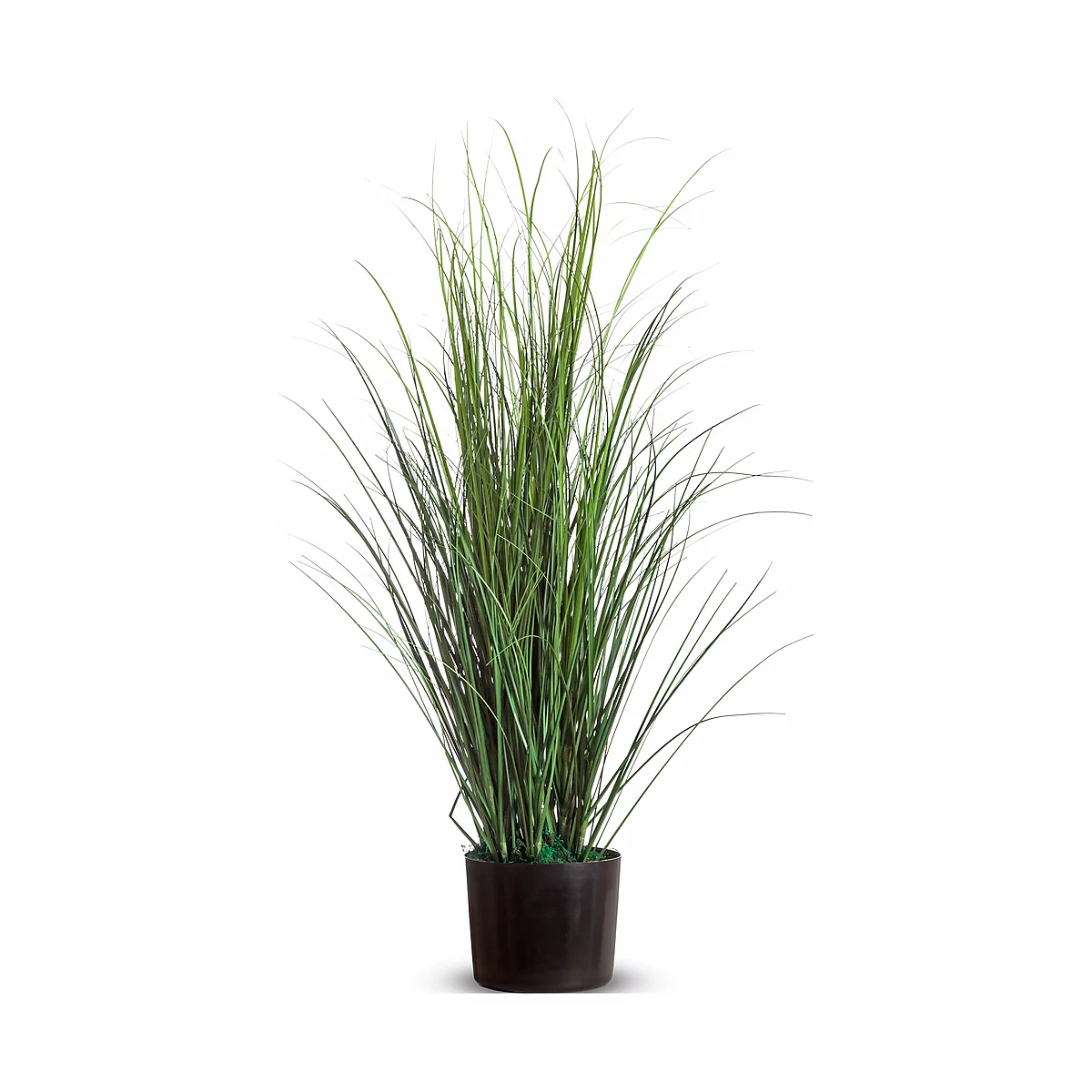 Tall, green ornamental grasses in a black pot against a white background. The blades are long and narrow.