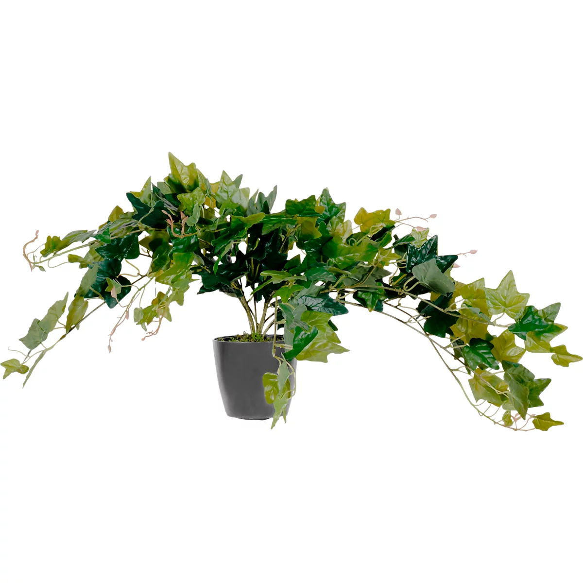 Ivy plant in gray pot, green leaves.