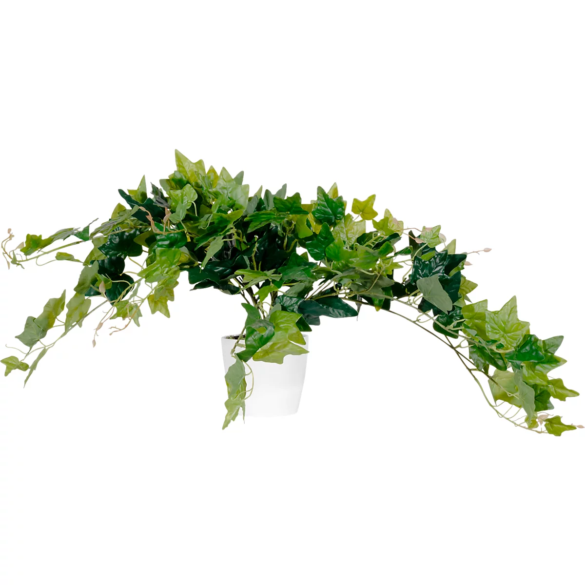 Ivy in a white pot, overhanging to the right. The leaves are green.