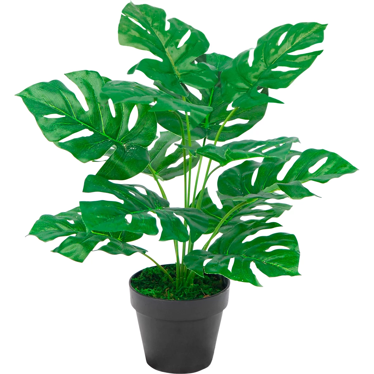 Monstera plant in black pot. Large, green leaves with holes. Moss covers the soil.