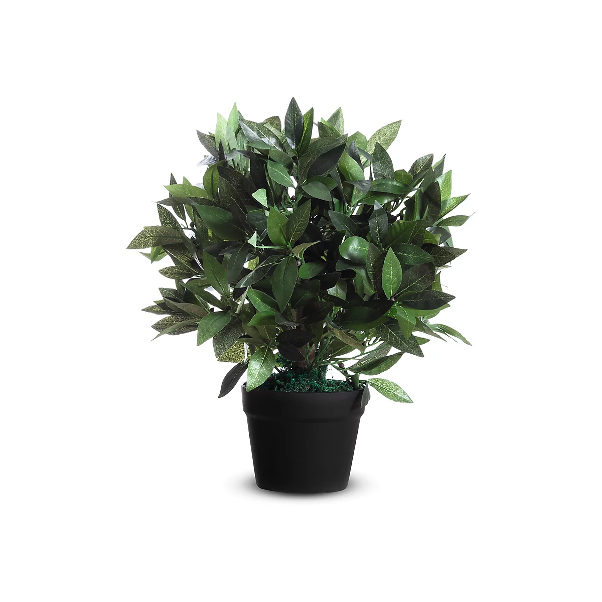 Pot with a dark green plant covered in green leaves. The pot is black.