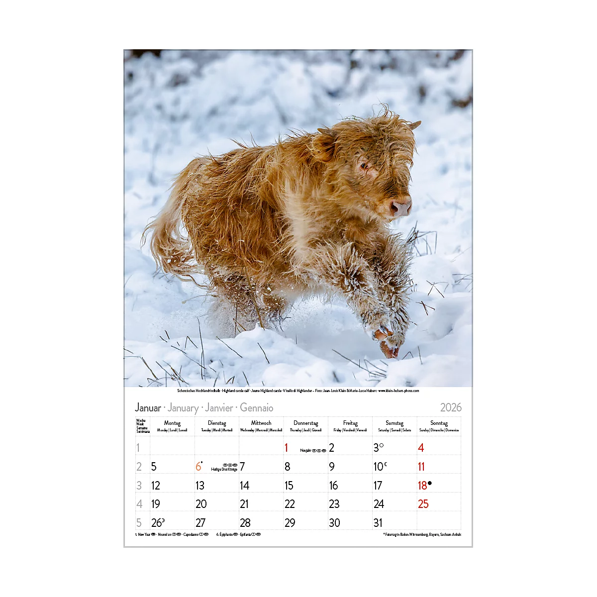 Bildkalender Korsch Tierkinder 2026, mit Tierbaby-Fotomotiven, B 235 x H 335 mm, Papier