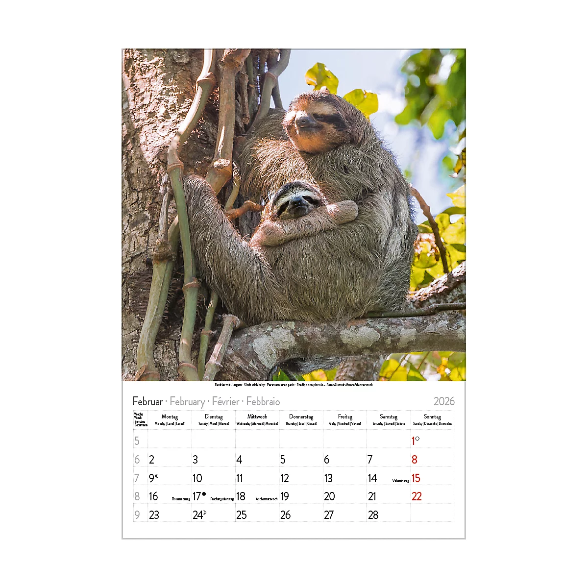 Bildkalender Korsch Tierkinder 2026, mit Tierbaby-Fotomotiven, B 235 x H 335 mm, Papier