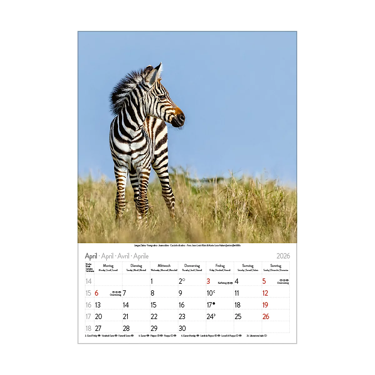 Bildkalender Korsch Tierkinder 2026, mit Tierbaby-Fotomotiven, B 235 x H 335 mm, Papier