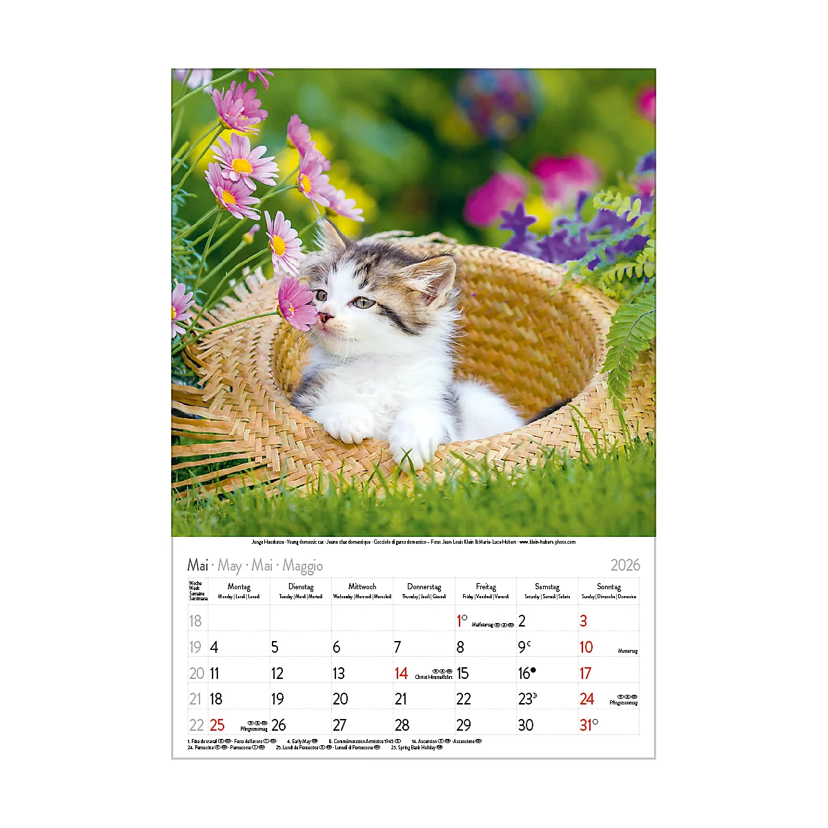 Bildkalender Korsch Tierkinder 2026, mit Tierbaby-Fotomotiven, B 235 x H 335 mm, Papier