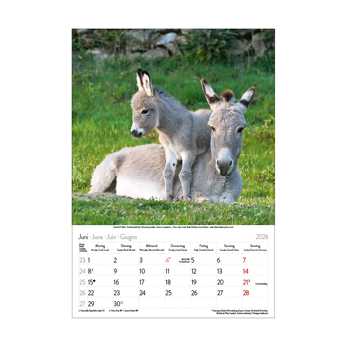 Bildkalender Korsch Tierkinder 2026, mit Tierbaby-Fotomotiven, B 235 x H 335 mm, Papier