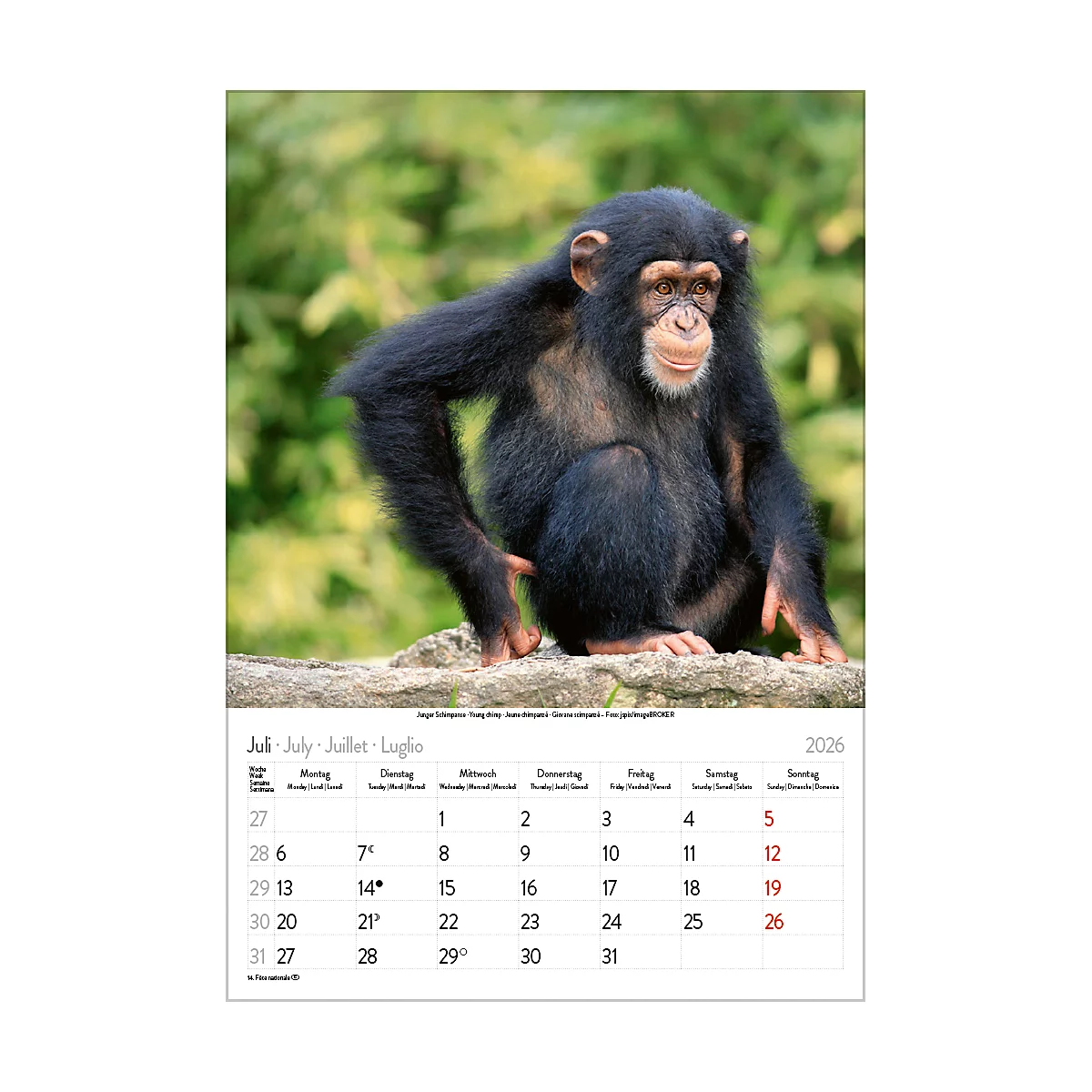 Bildkalender Korsch Tierkinder 2026, mit Tierbaby-Fotomotiven, B 235 x H 335 mm, Papier